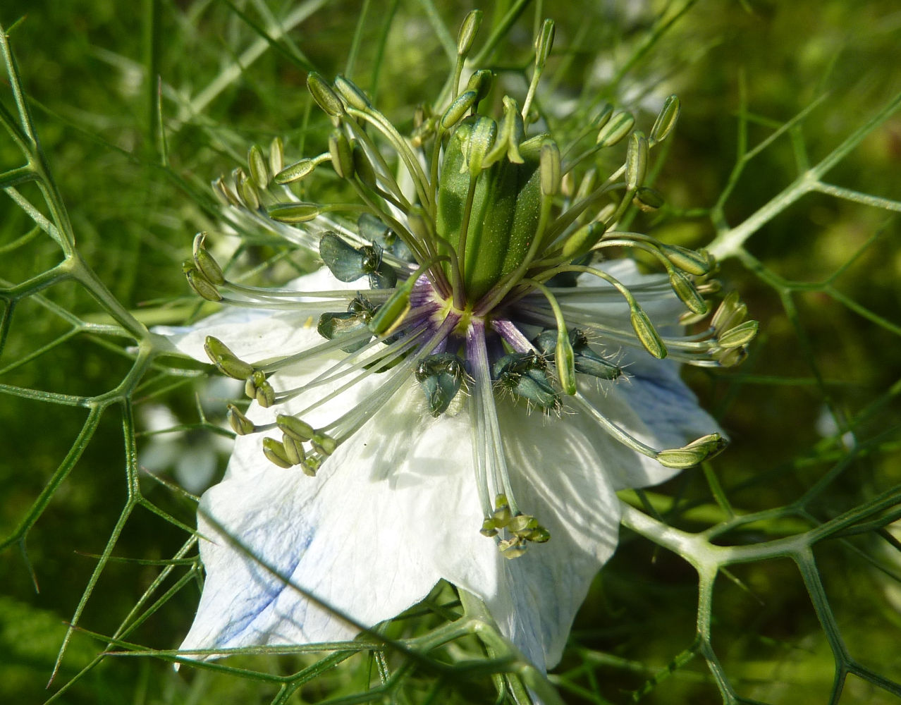 Schwarzkümmel