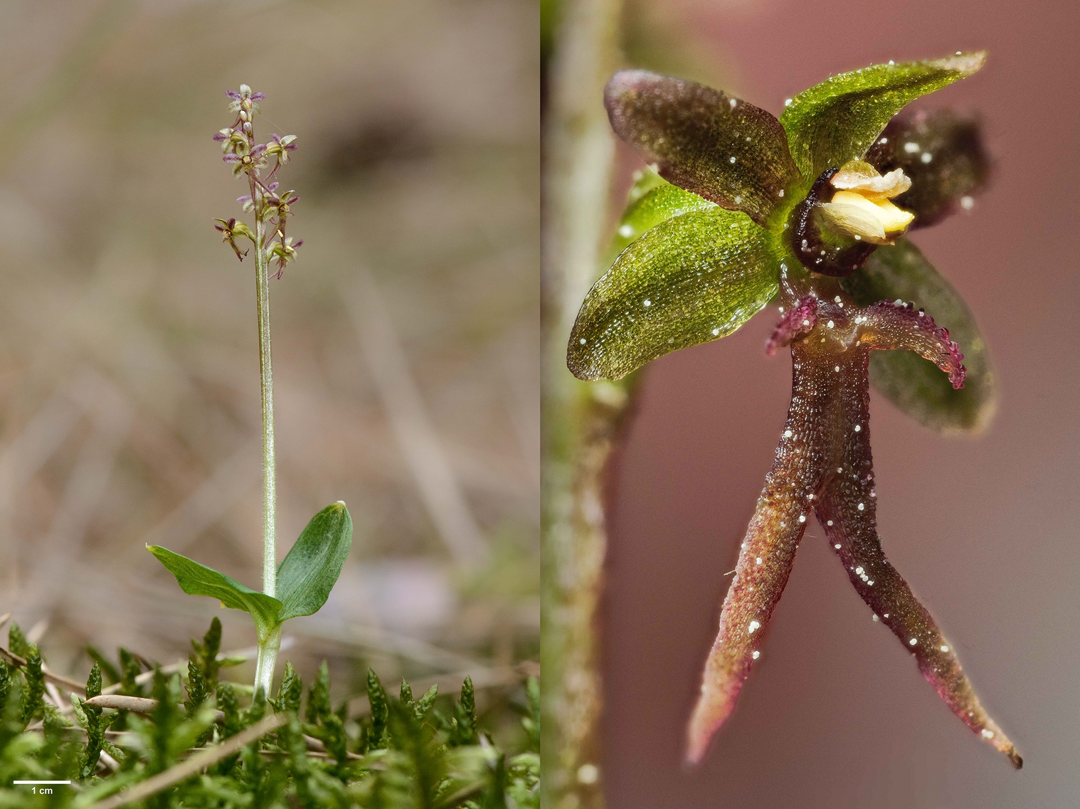 Neotinea cordata