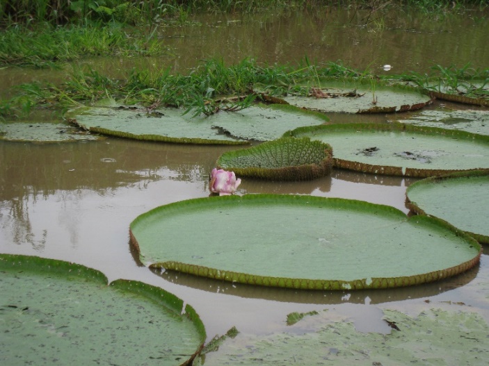 Victoria amazonica