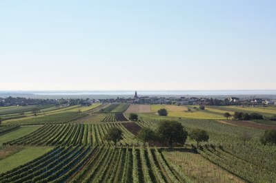 Blick über Jois auf den Neusiedler See