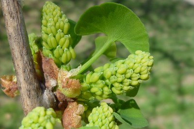 Zapfen eines männlichen Ginkgo-Baumes