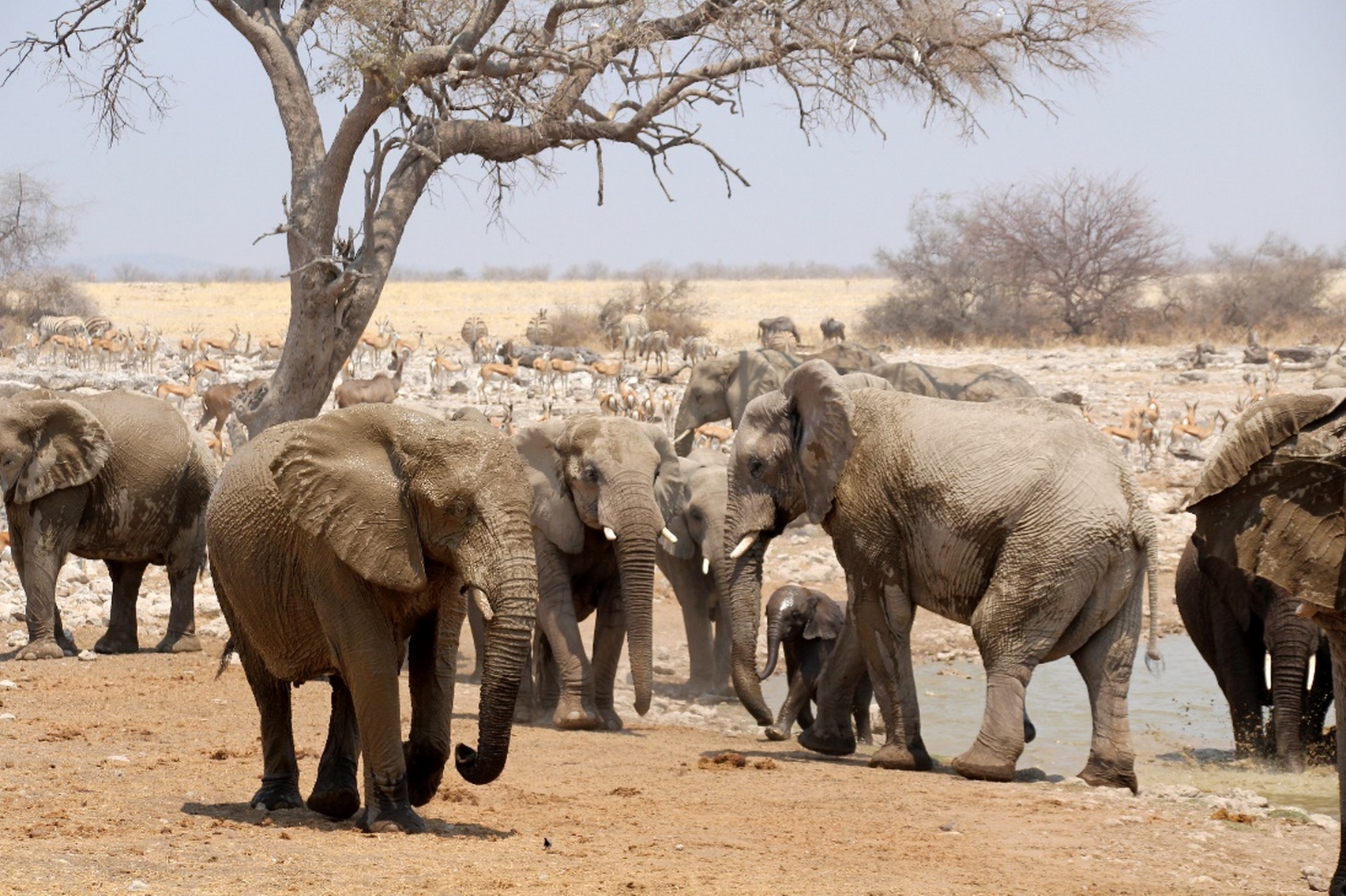 Begehrte Wasserstelle im Etosha-Nationalpark