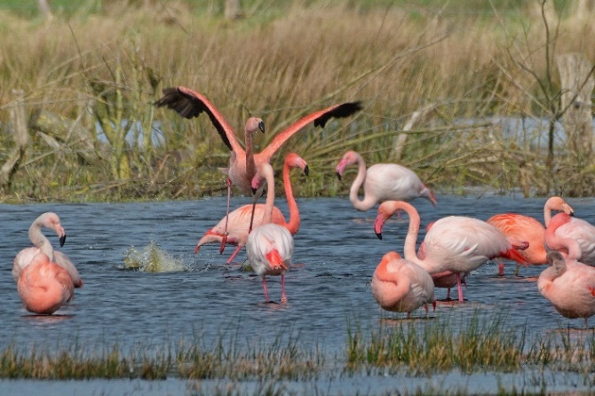 Wildlebende Flamingos in Deutschland