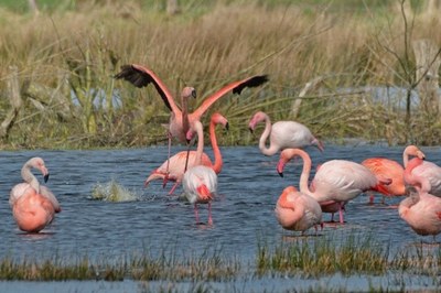 Wildlebende Flamingos in Deutschland