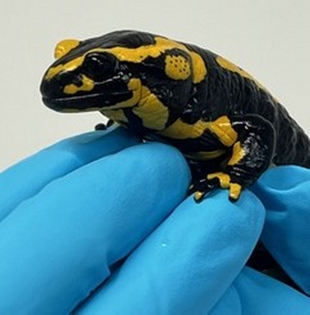 Feuersalamander